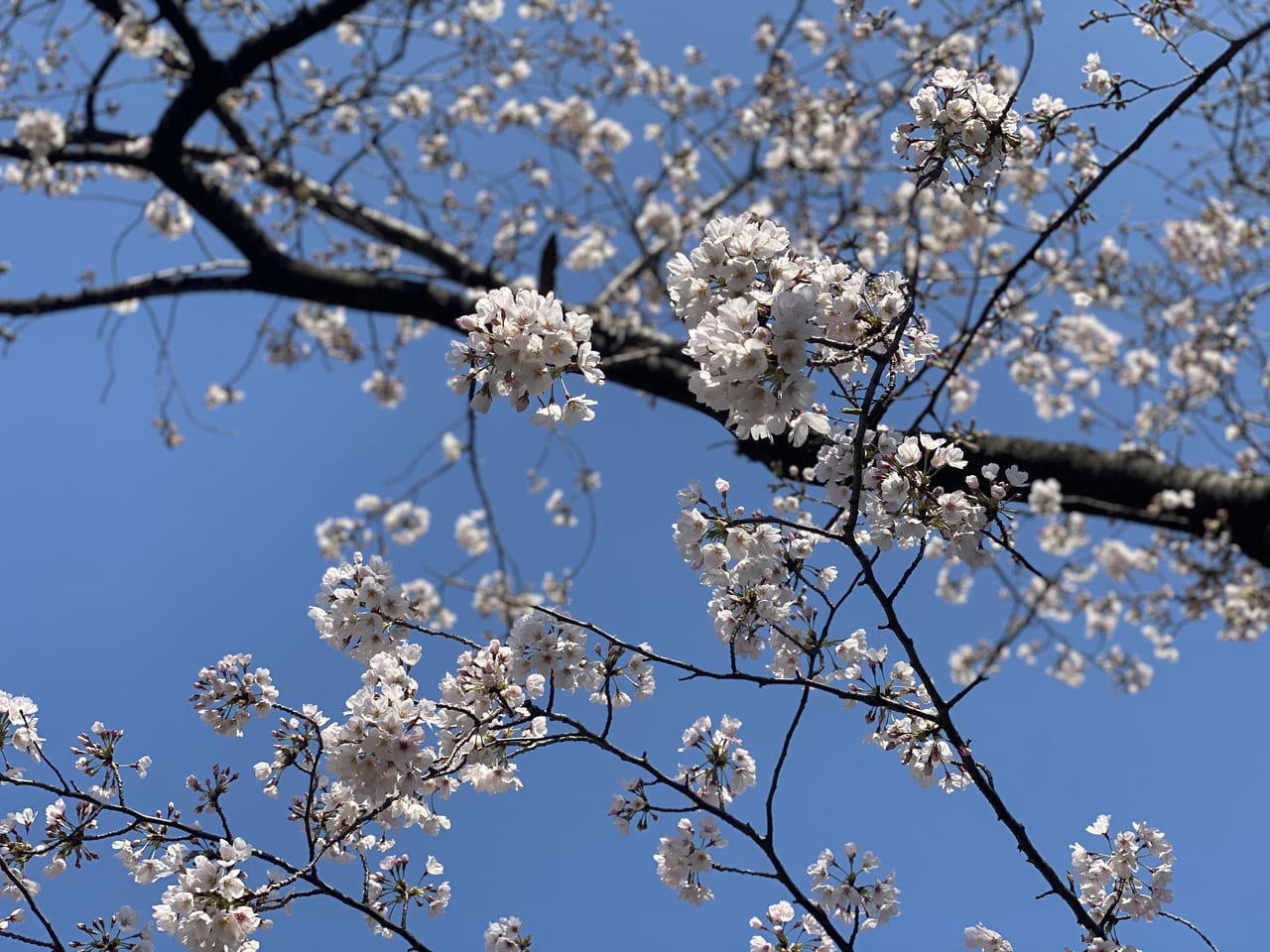 2021年の幸ヶ谷公園の桜