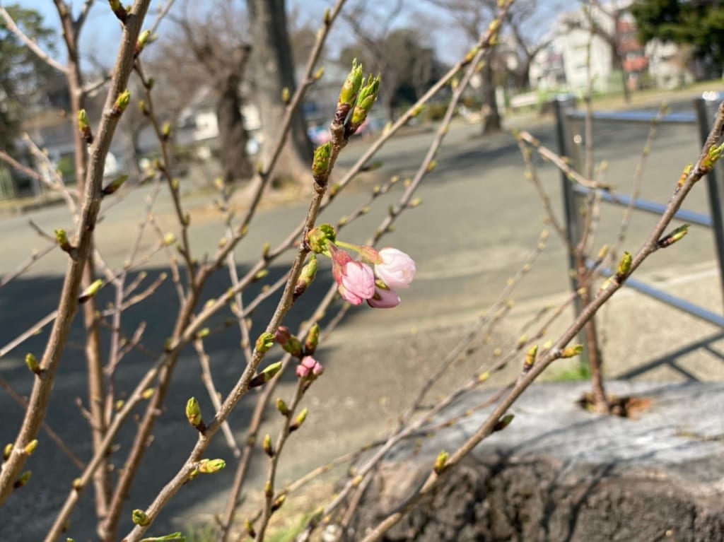 2021年の幸ヶ谷公園桜