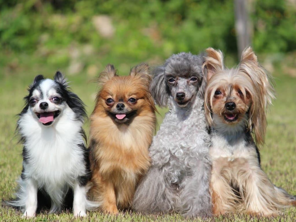 犬