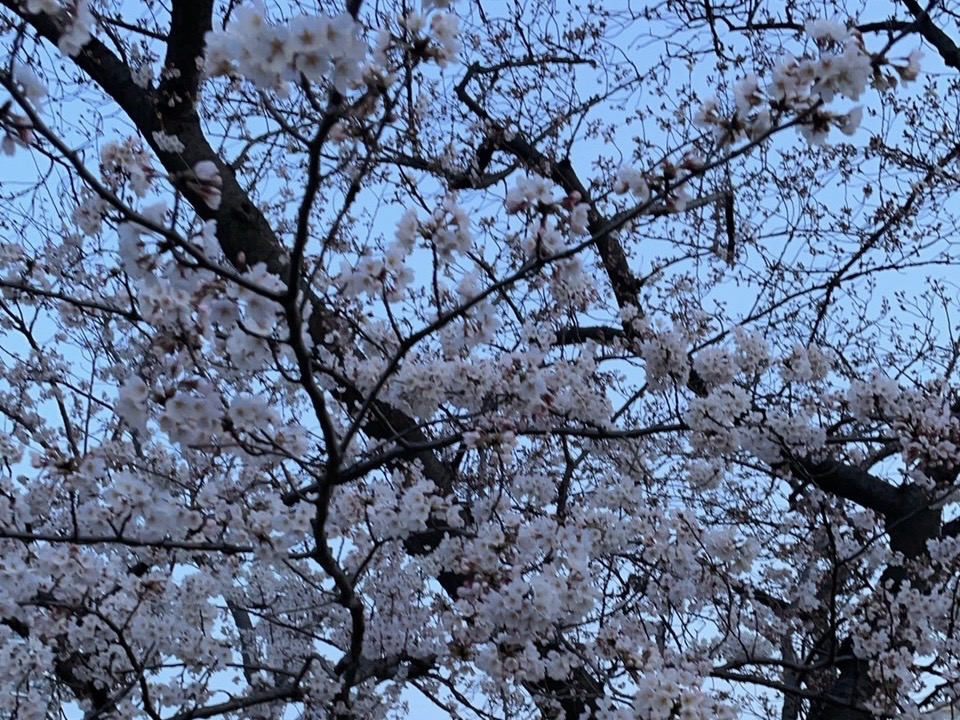 2022年の幸ヶ谷公園の桜