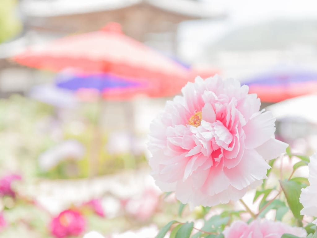 ボタンの花
