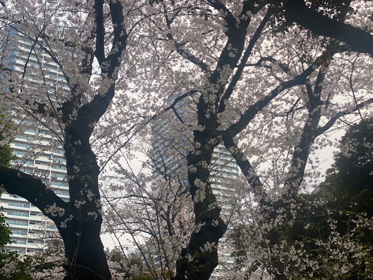 2022年の神奈川公園の桜