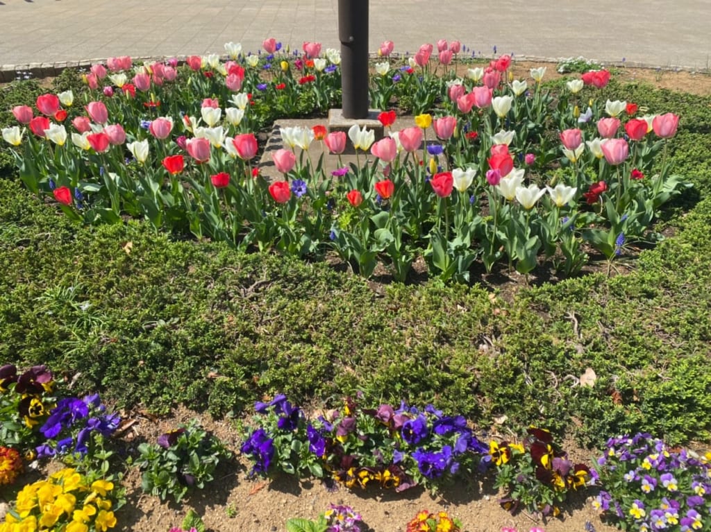 星野町公園のチューリップ