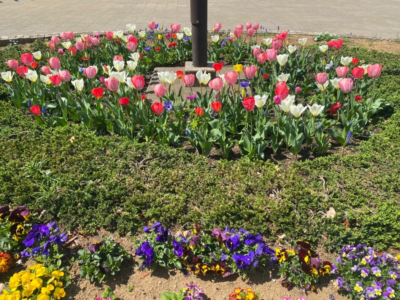 星野町公園のチューリップ