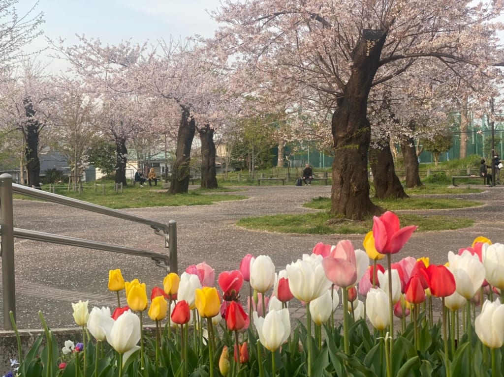 2022年の幸ヶ谷公園のチューリップ